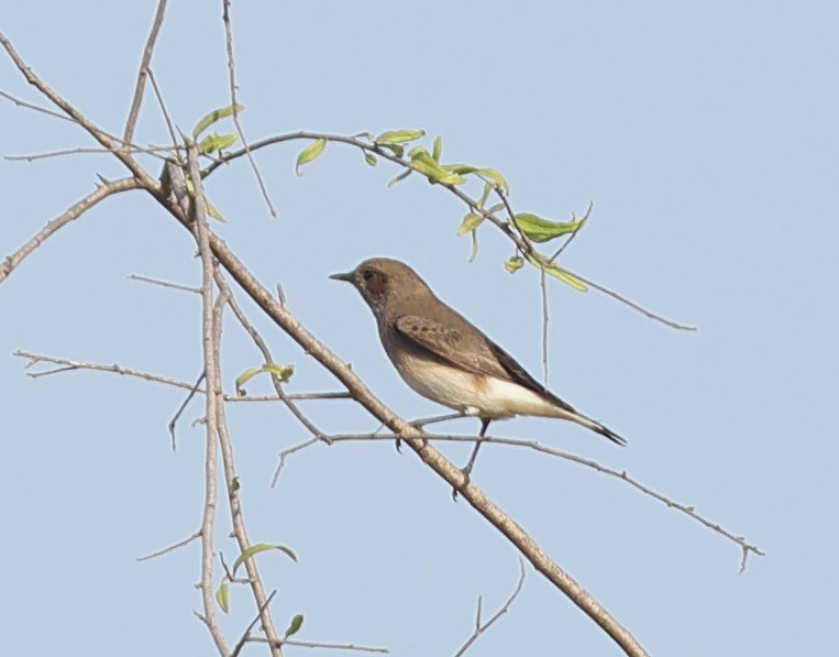 Variable Wheatear - ML642422863