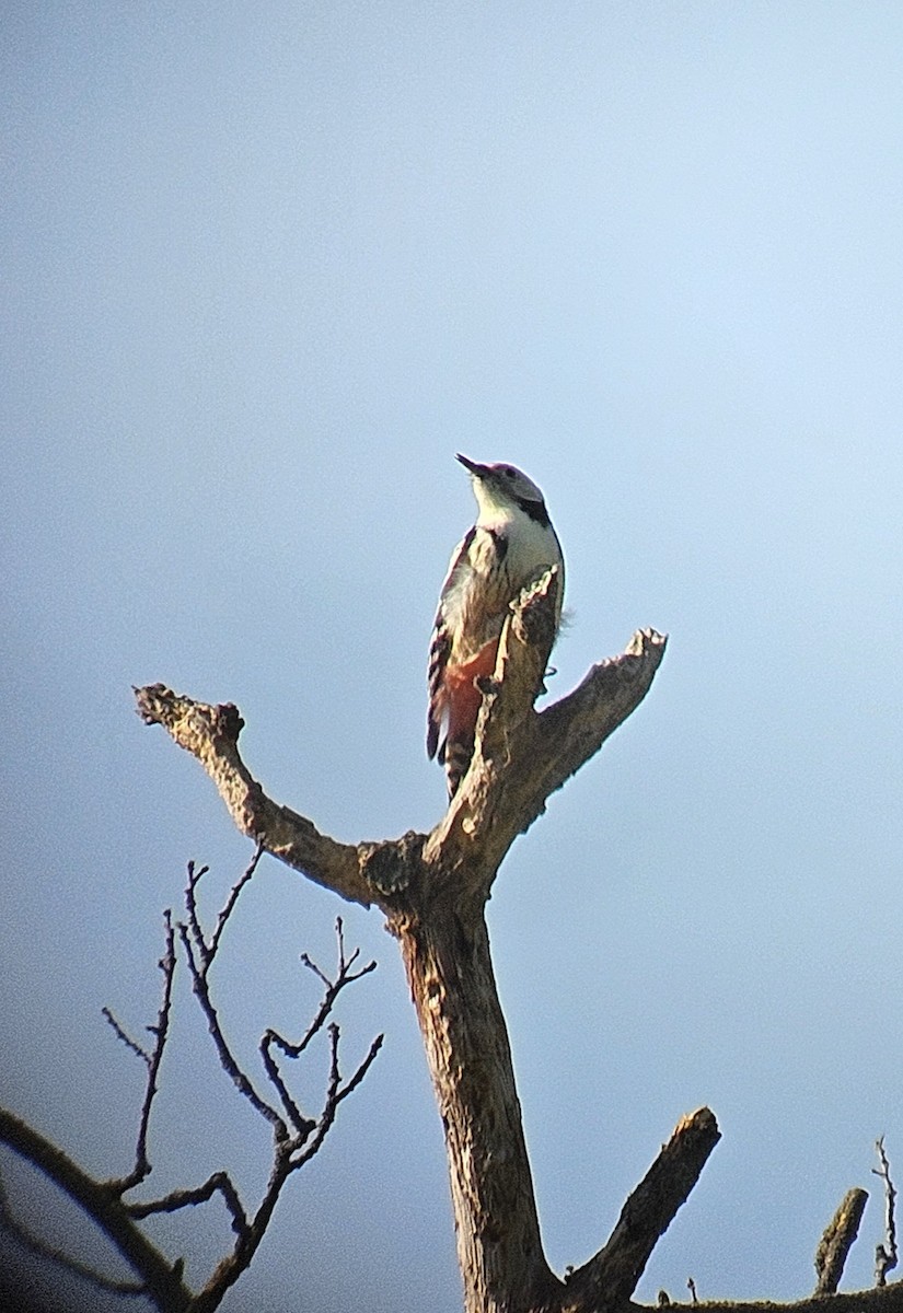 Middle Spotted Woodpecker - ML642422915