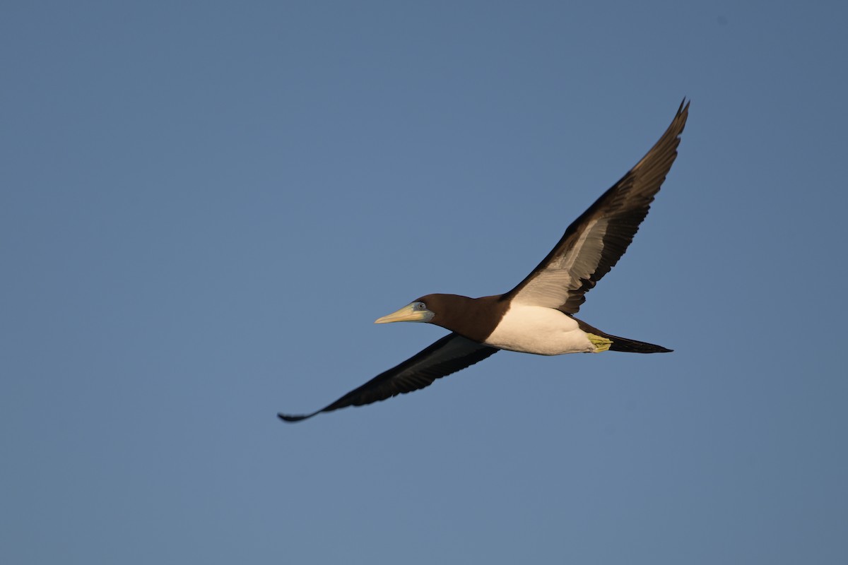 白腹鰹鳥 - ML642422932