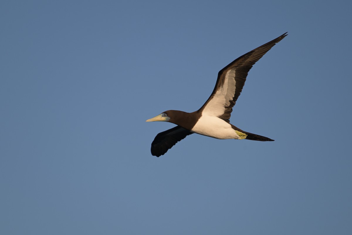 Brown Booby - ML642422933
