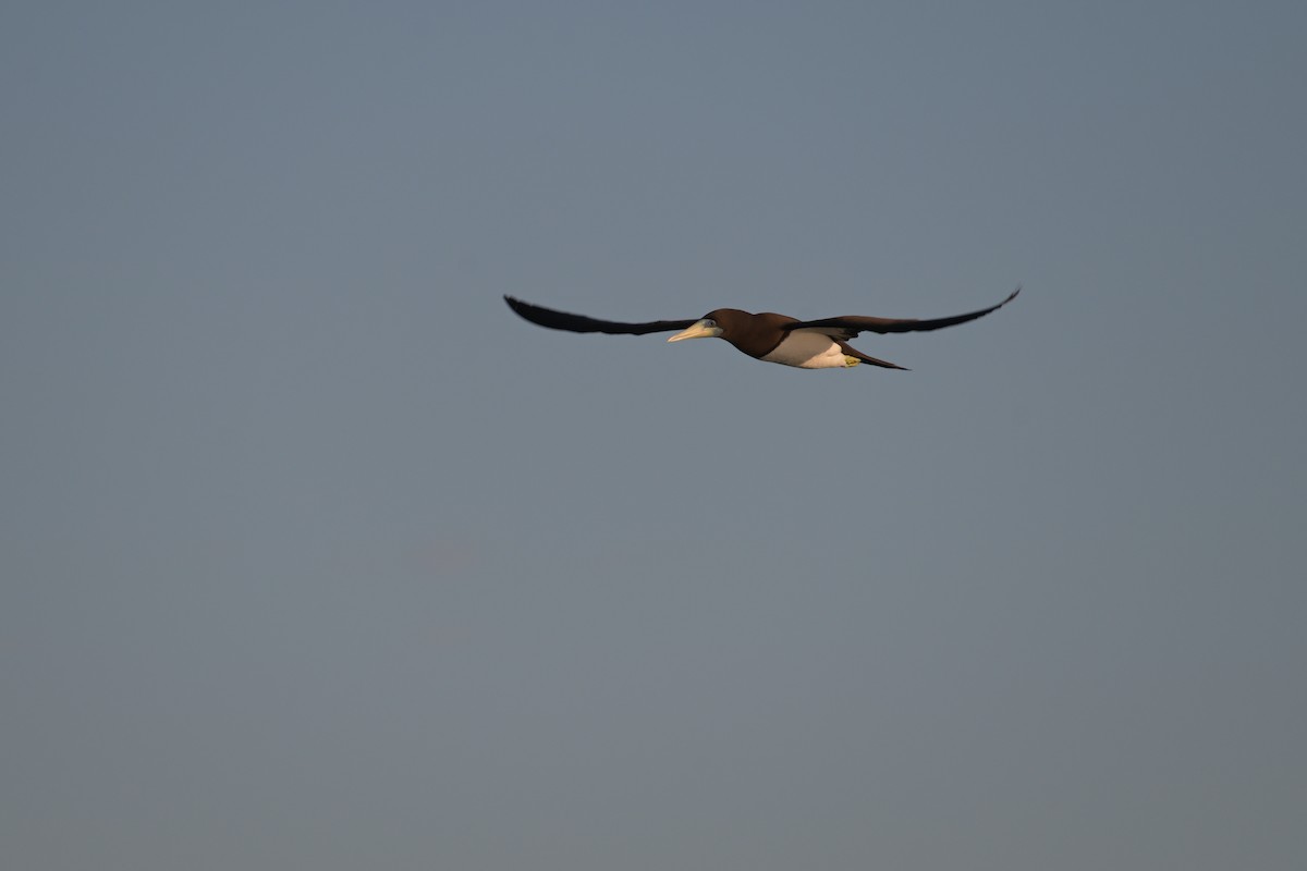 Brown Booby - ML642422934