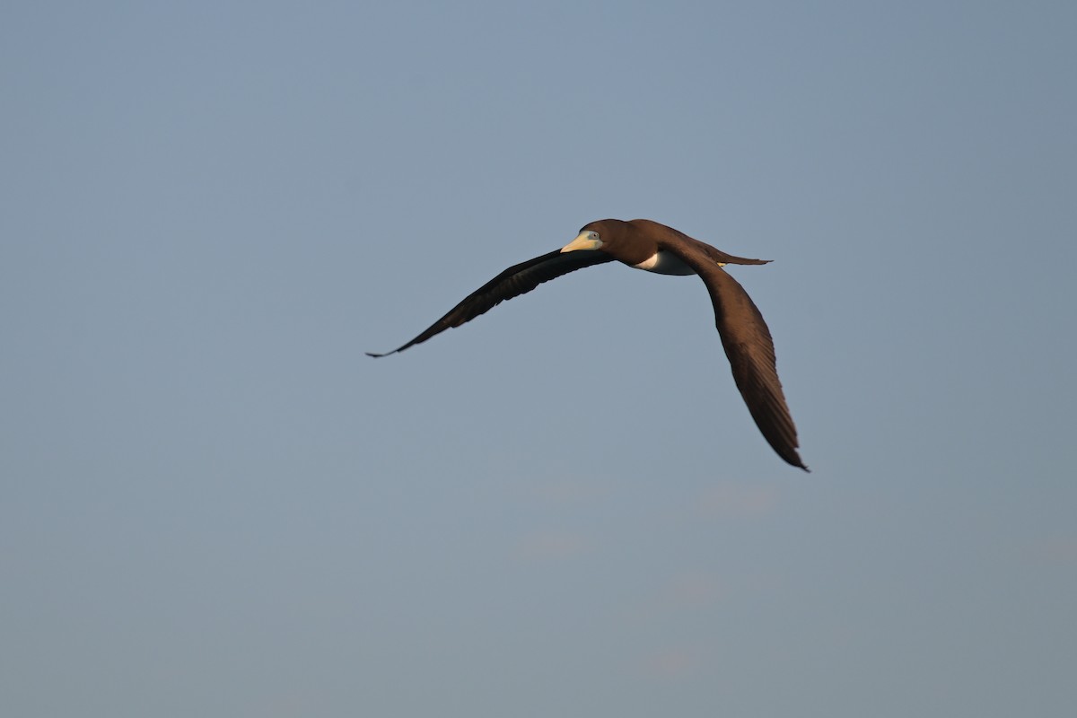 Brown Booby - ML642422936