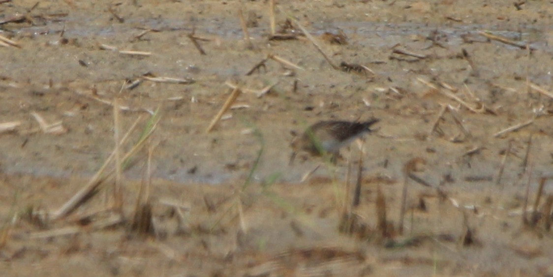 Pectoral Sandpiper - ML642422937