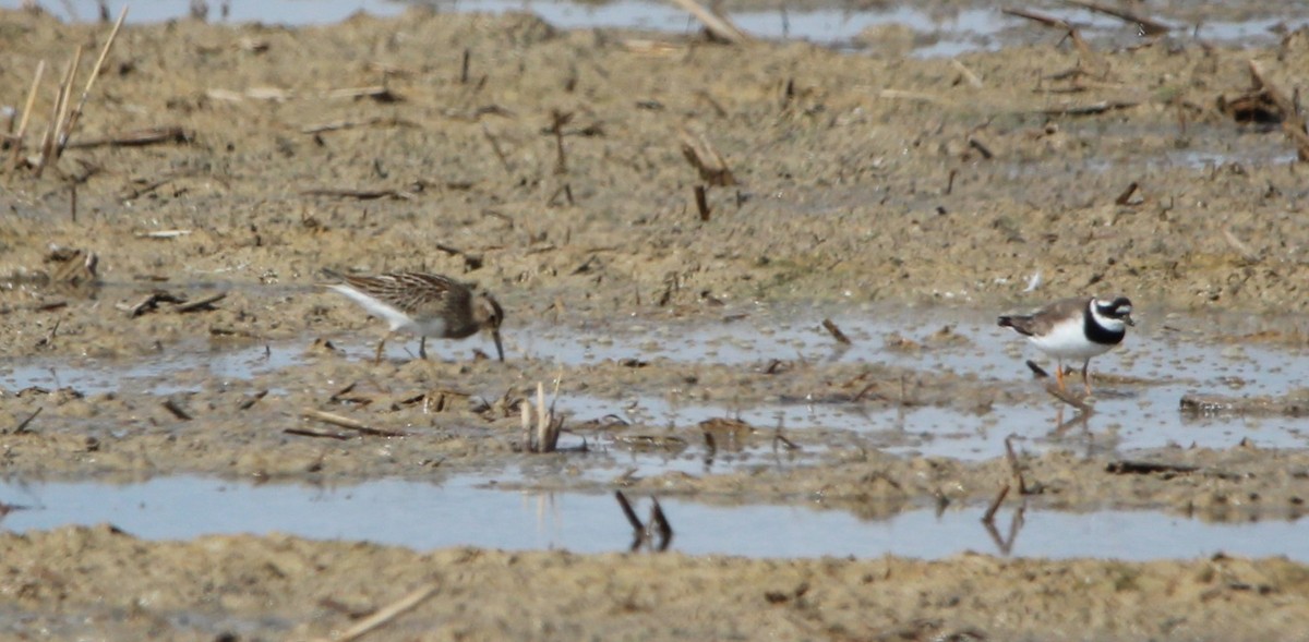 Pectoral Sandpiper - ML642422938