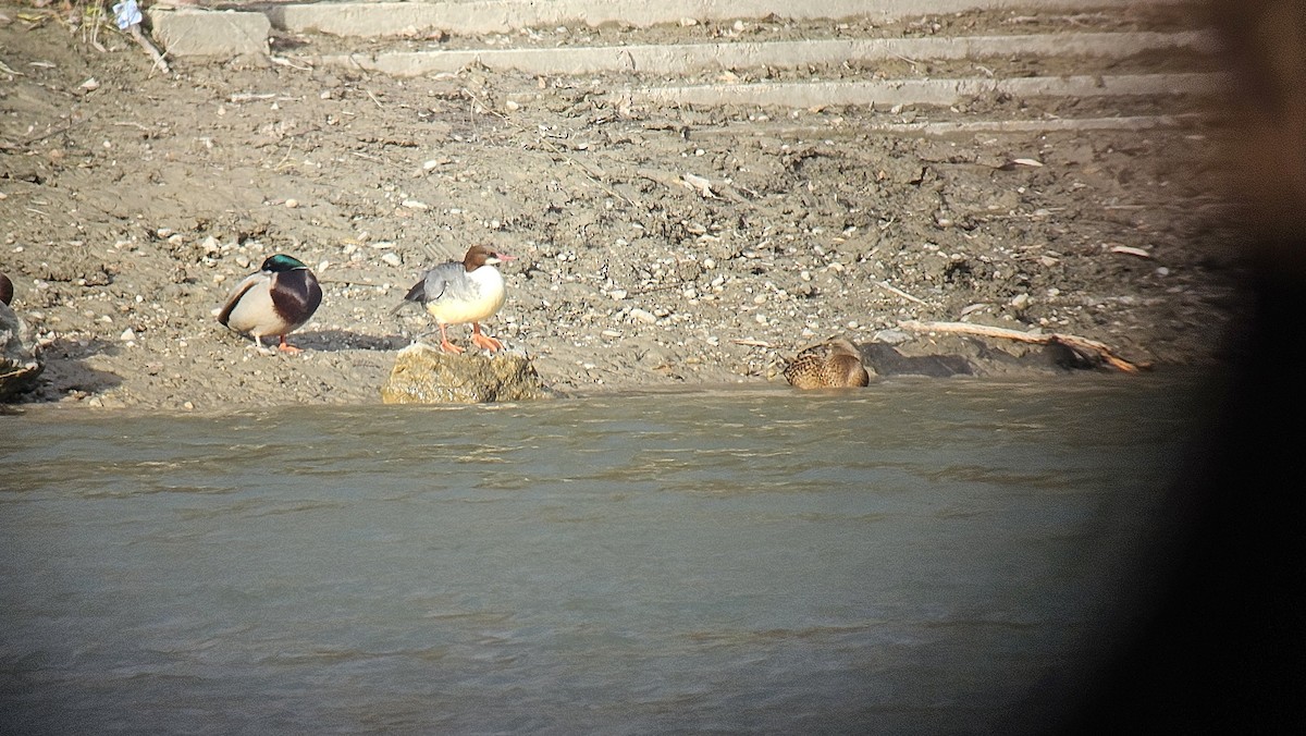 Common Merganser - ML642422939