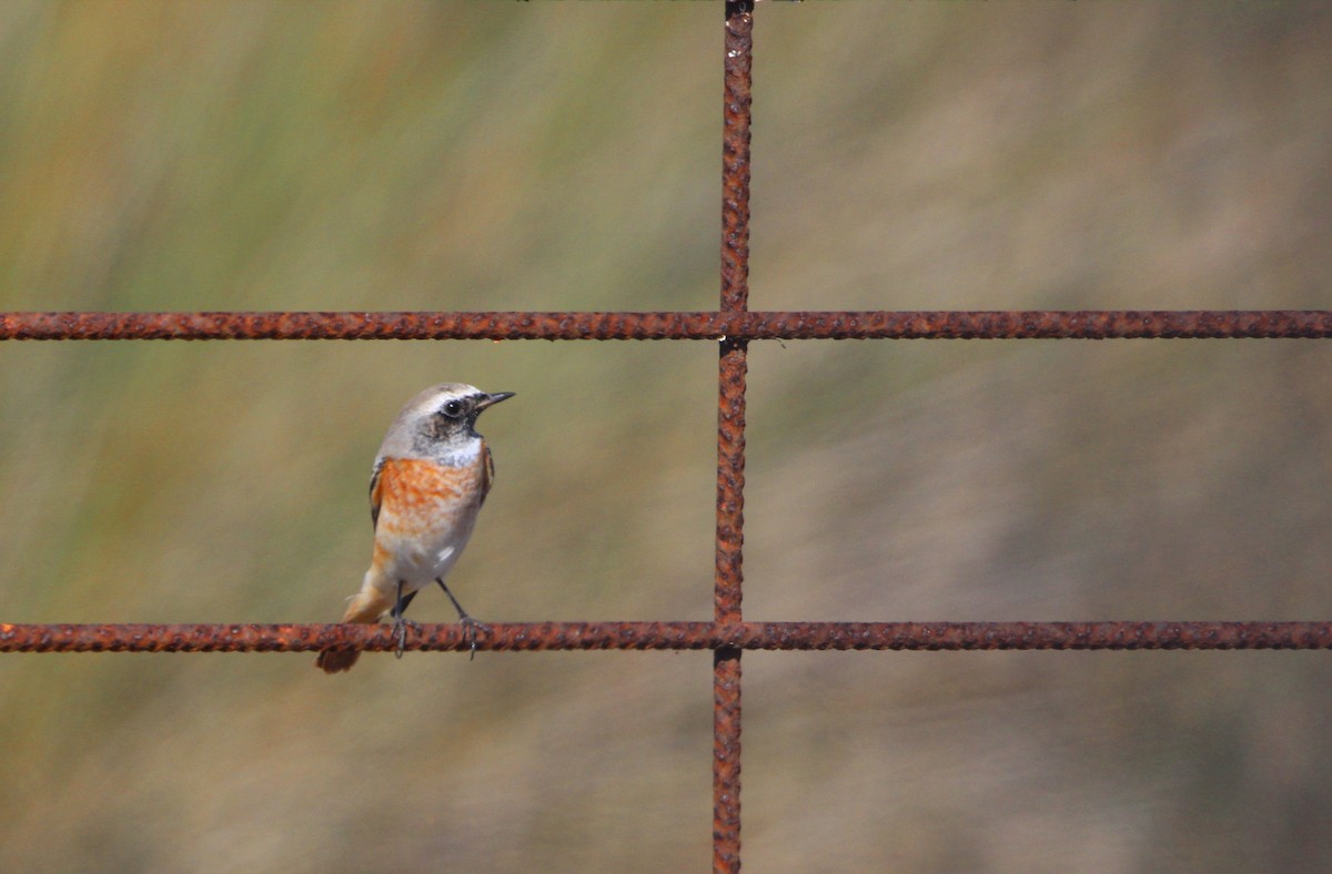 Common Redstart - ML642422942