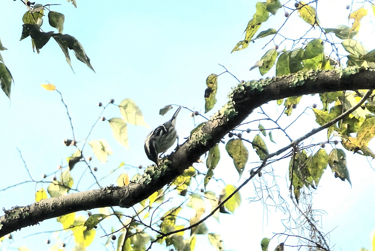 Black-and-white Warbler - ML642422943