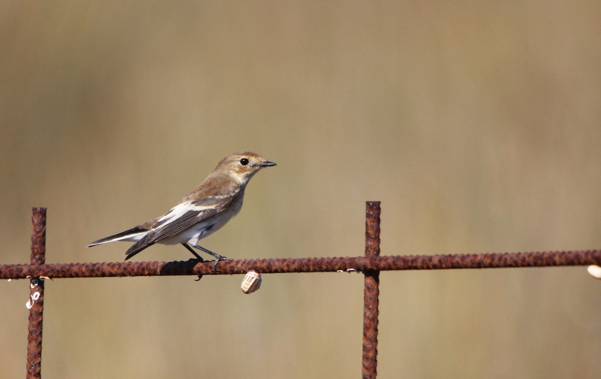 European Pied Flycatcher - ML642422945