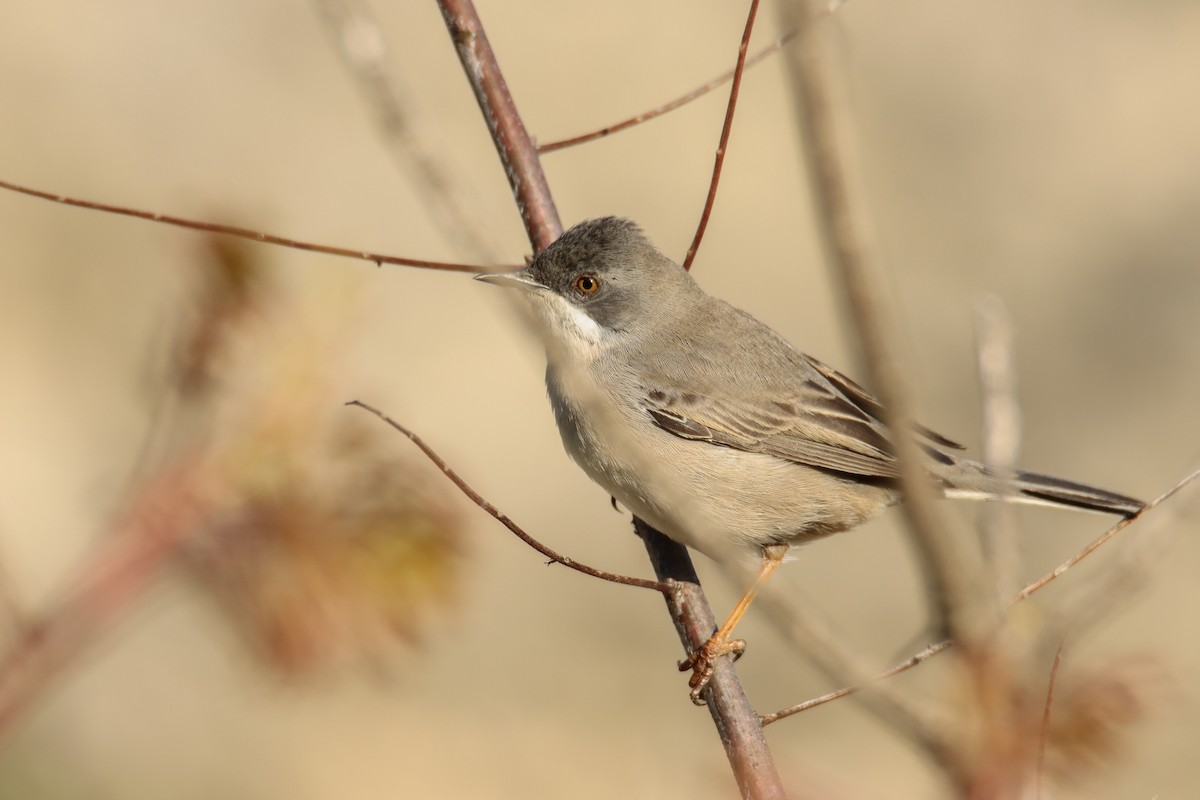 Rüppell's Warbler - ML642422949