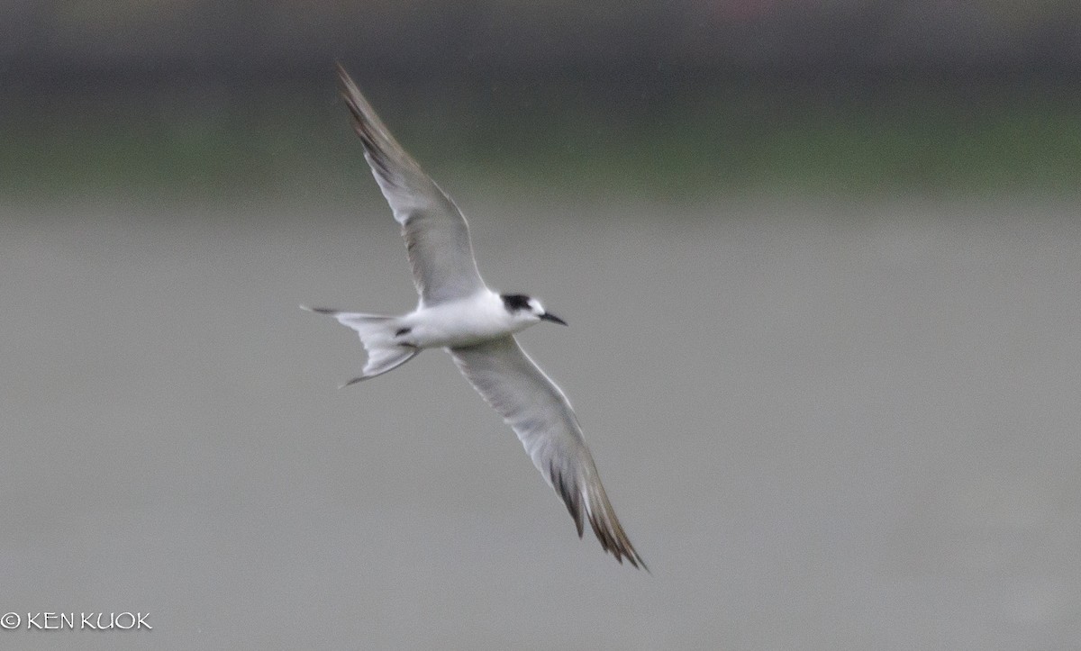 Common Tern - ML642422951