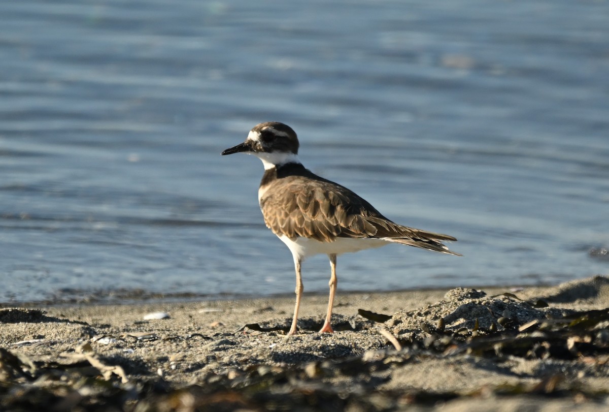 Killdeer - ML642422952