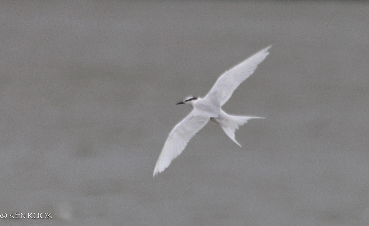 Black-naped Tern - ML642422953