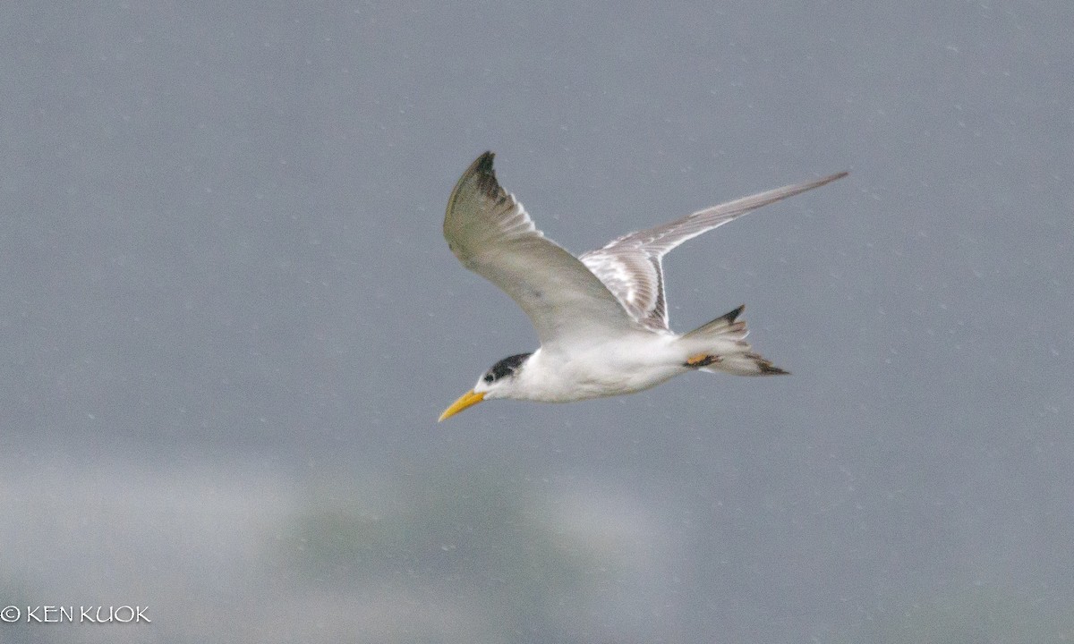 Great Crested Tern - ML642422954