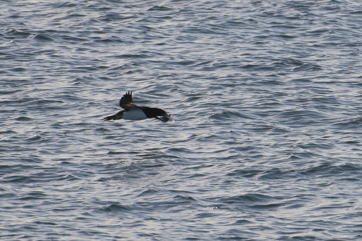 Brown Booby - ML642422966