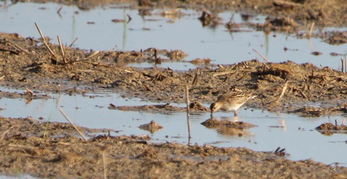 Pectoral Sandpiper - ML642422967