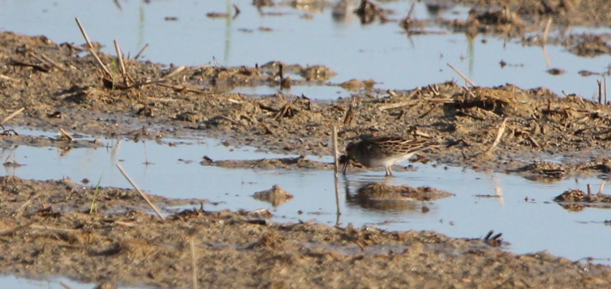 Pectoral Sandpiper - ML642422968