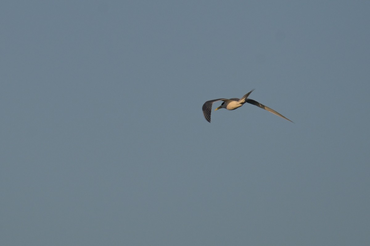 Great Crested Tern - ML642422969