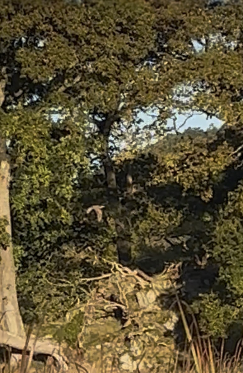 Eurasian Bittern - ML642422970