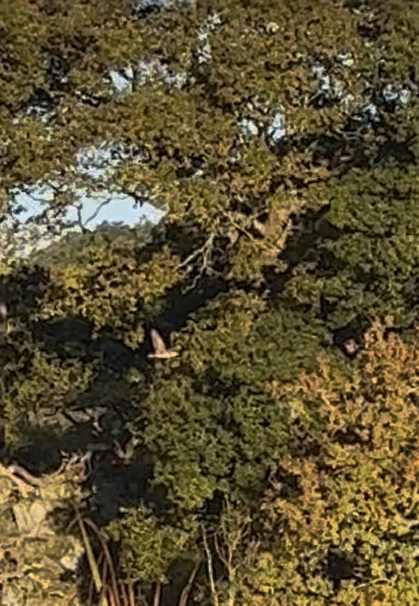 Eurasian Bittern - ML642422971