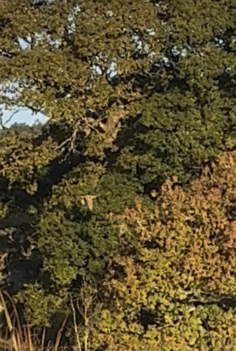 Eurasian Bittern - ML642422972