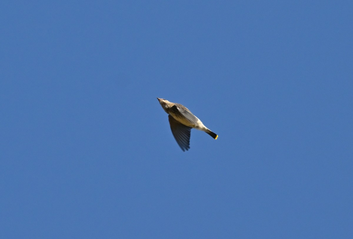 Cedar Waxwing - ML642422973
