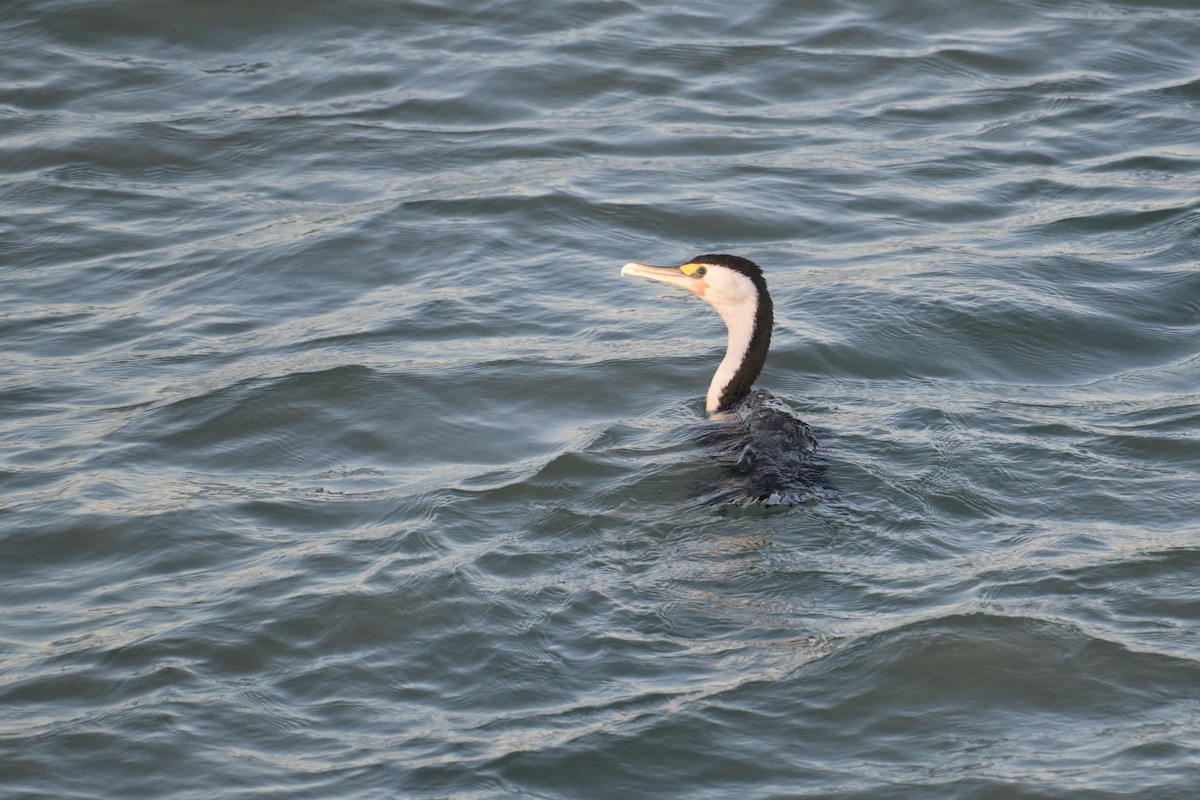 Pied Cormorant - ML642422974