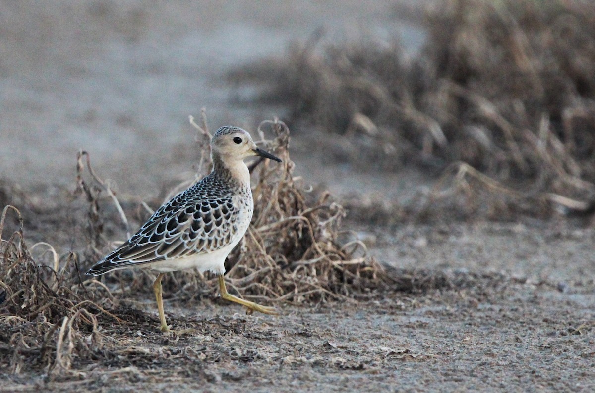 Buff-breasted Sandpiper - ML642422977