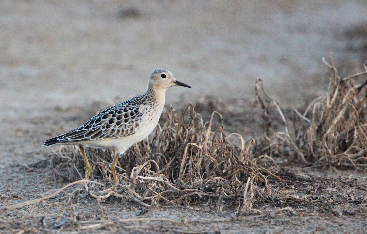 Buff-breasted Sandpiper - ML642422978