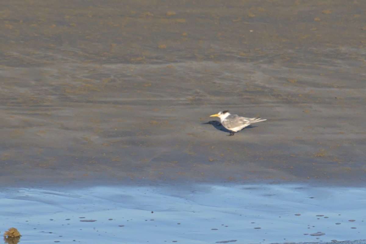 Great Crested Tern - ML642422979