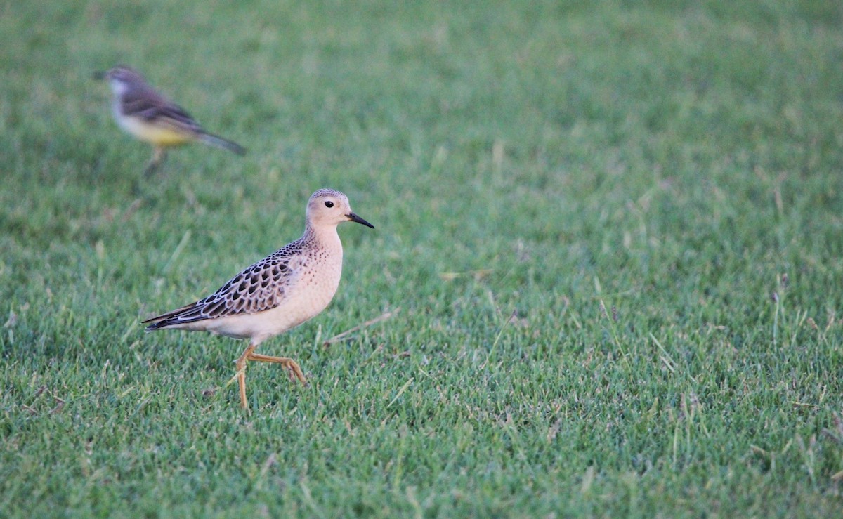 Buff-breasted Sandpiper - ML642422983