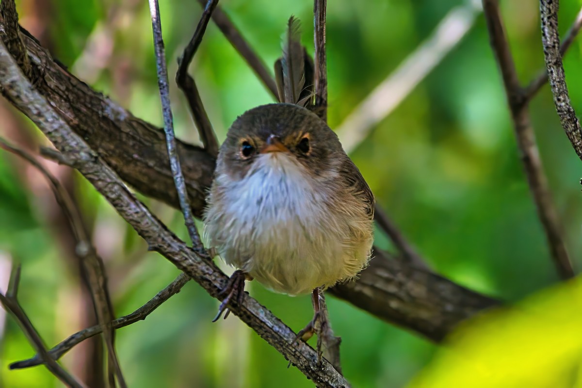 Red-backed Fairywren - ML642422990