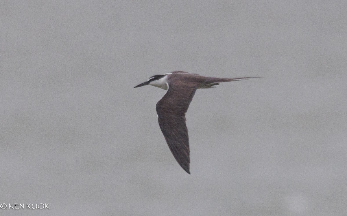 Bridled Tern - ML642423001