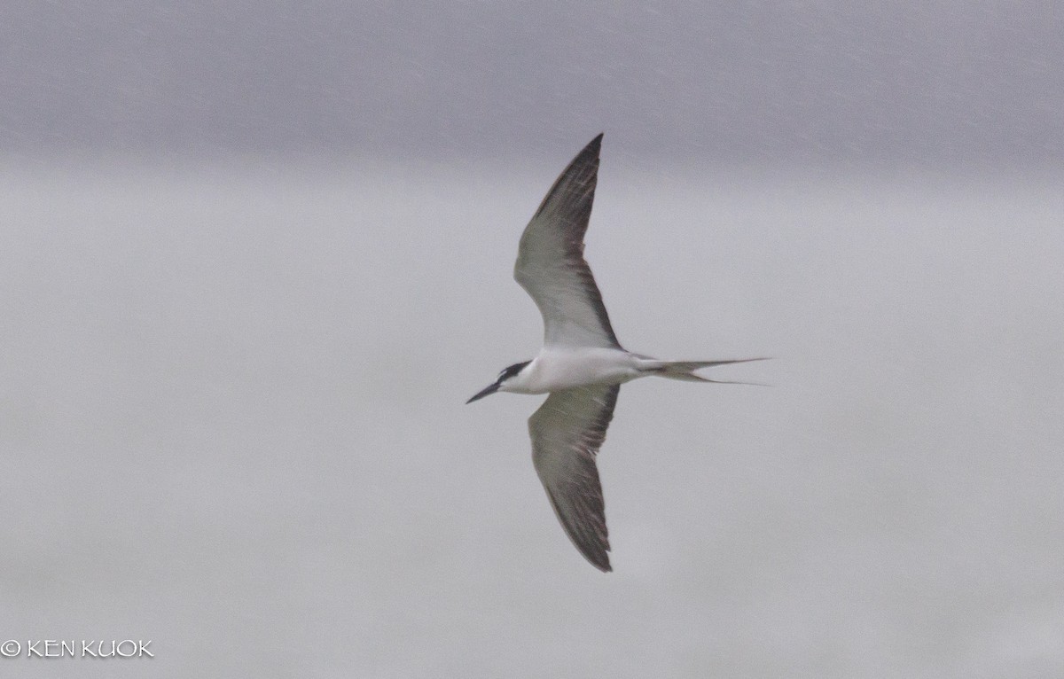 Bridled Tern - ML642423002