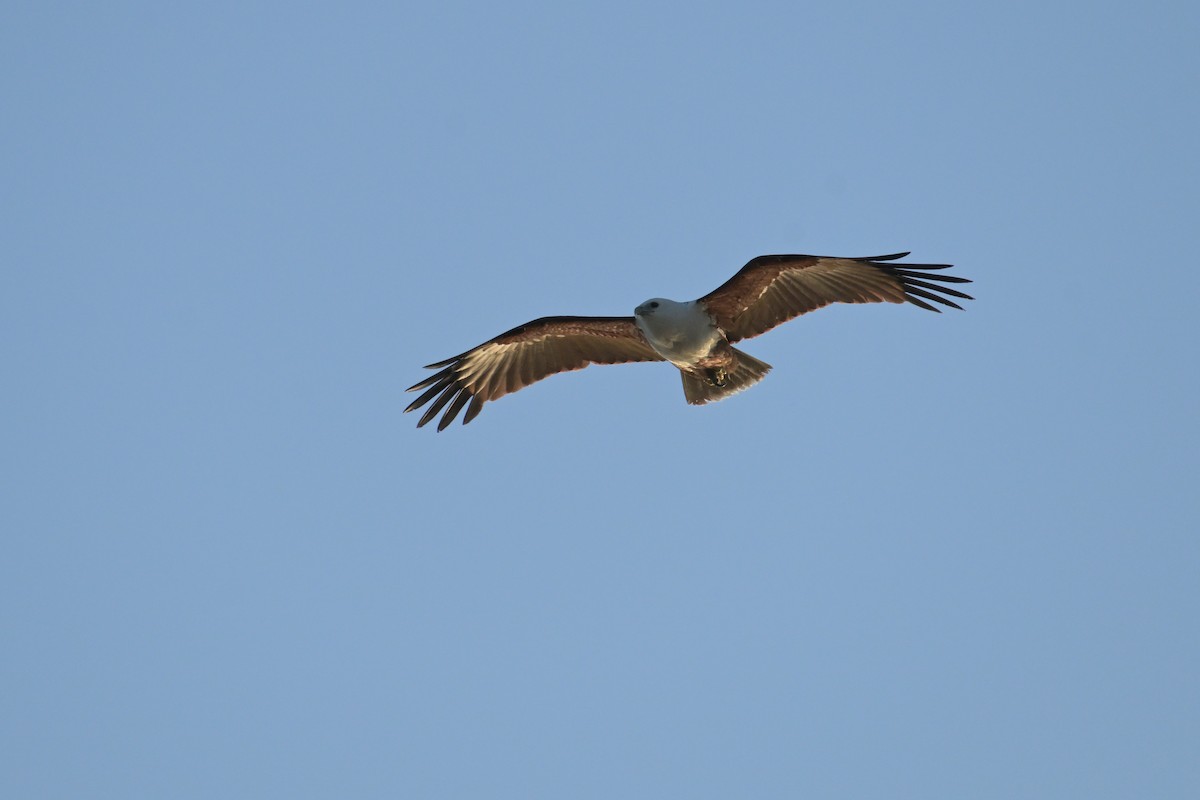 栗鳶 - ML642423007