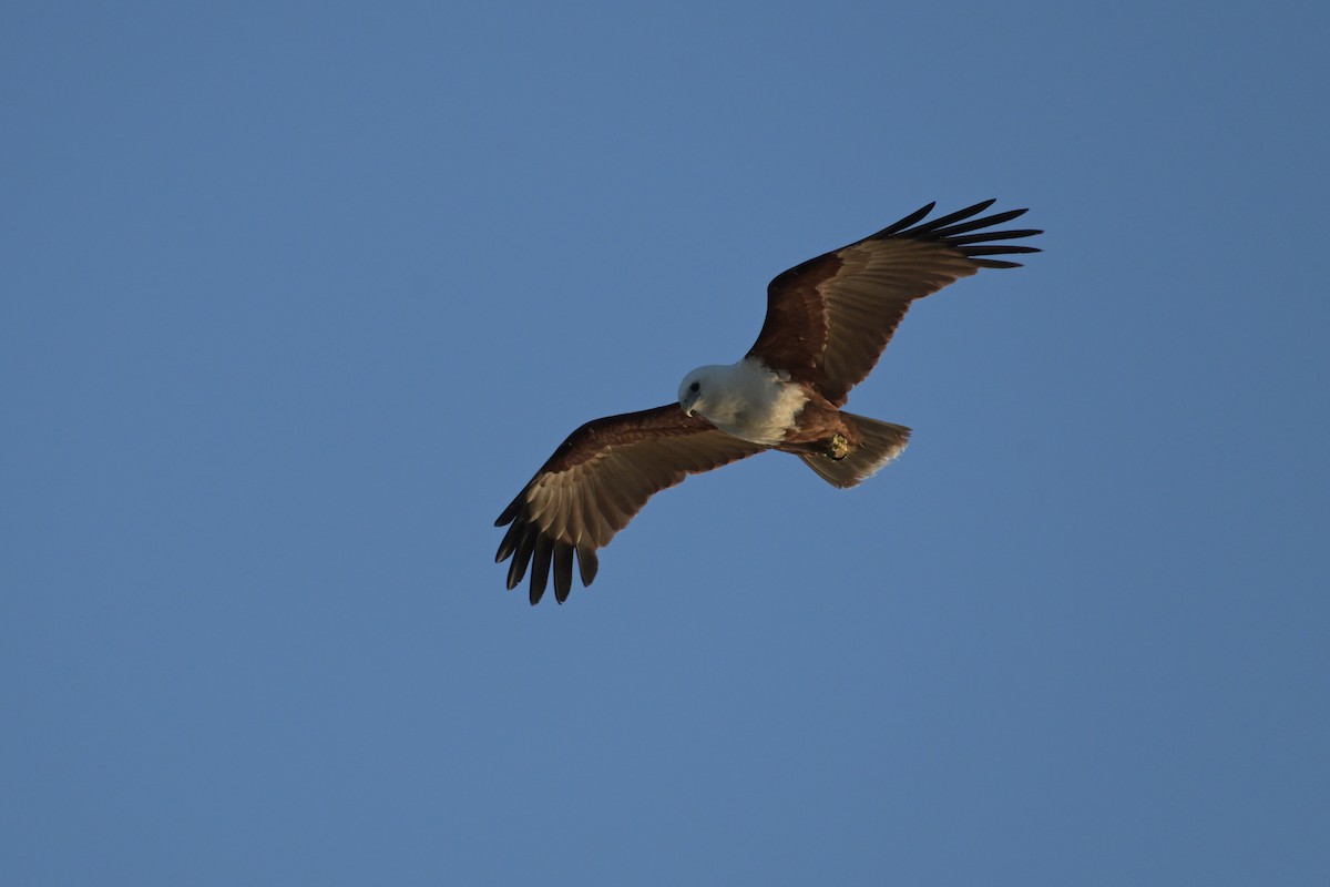 栗鳶 - ML642423009