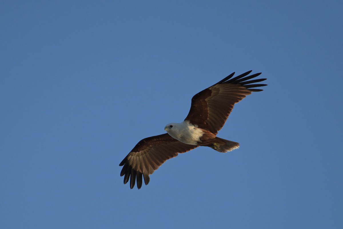 栗鳶 - ML642423013
