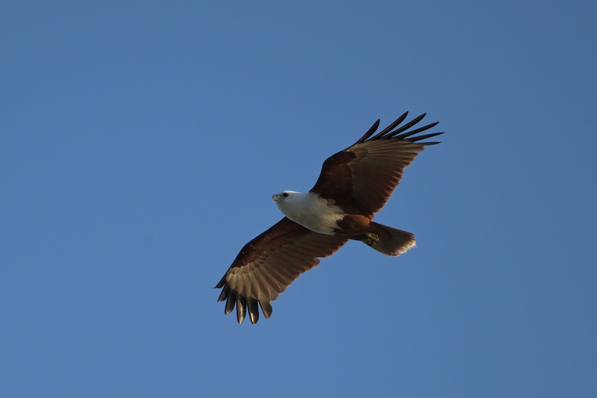 栗鳶 - ML642423014