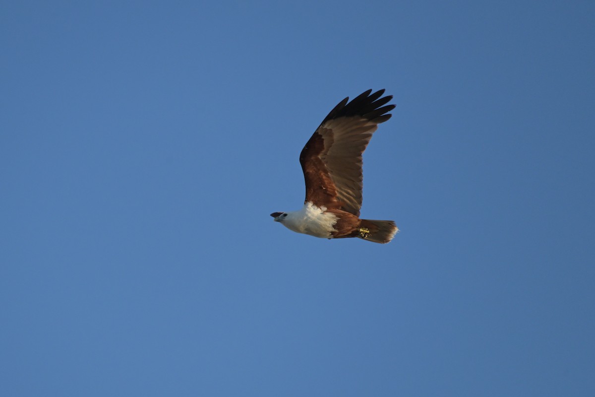 栗鳶 - ML642423018