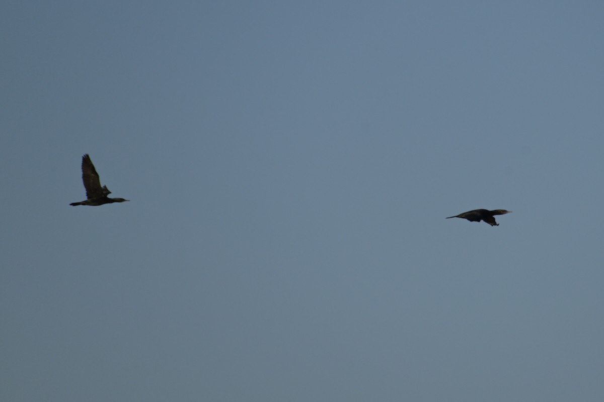 Little Black Cormorant - ML642423024