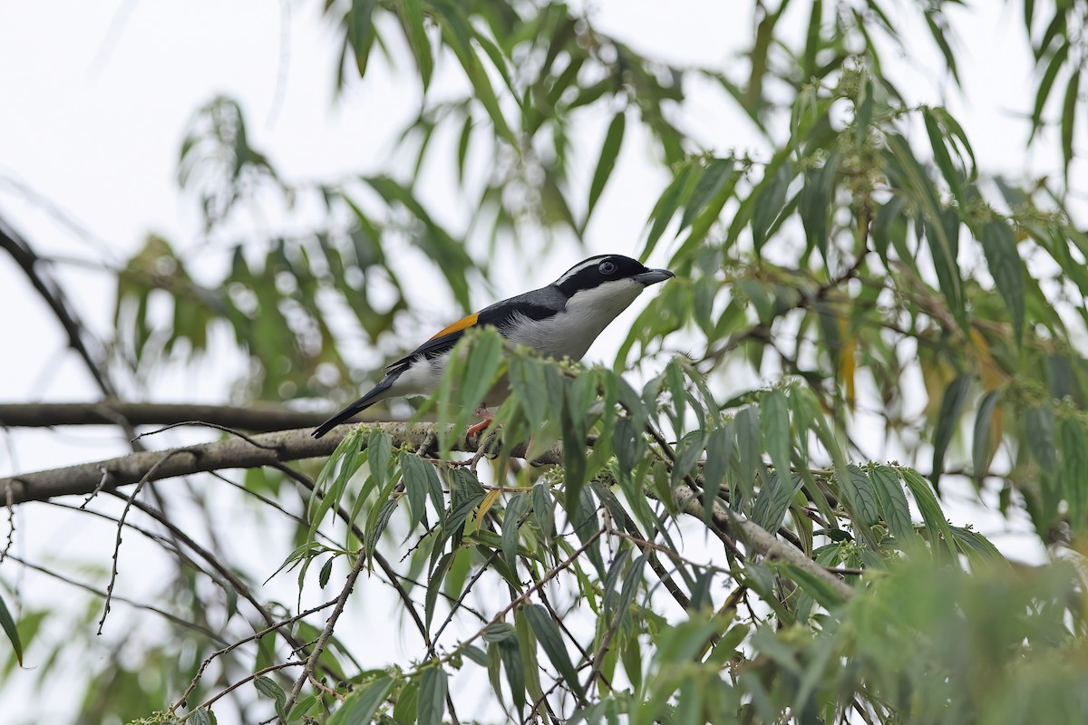 White-browed Shrike-Babbler (Dalat) - ML642423025