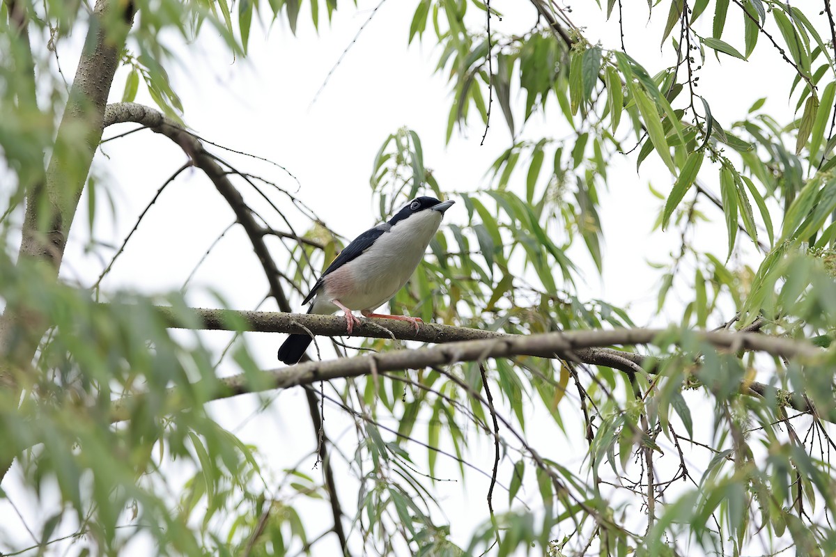 White-browed Shrike-Babbler (Dalat) - ML642423027