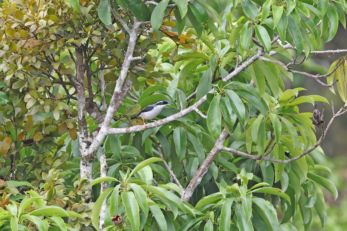 White-browed Shrike-Babbler (Dalat) - ML642423028
