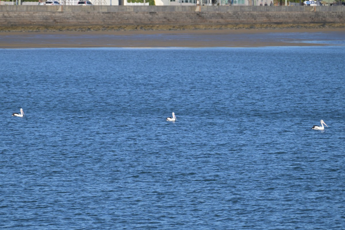 Australian Pelican - ML642423034