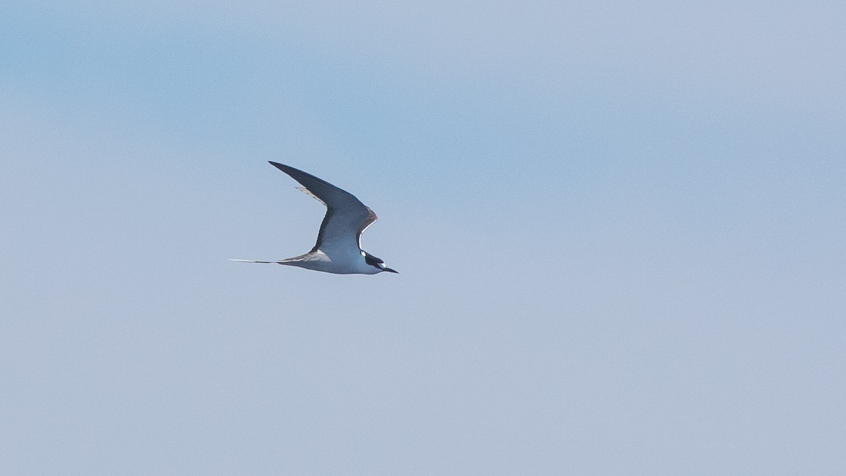 Sooty Tern - ML642423090
