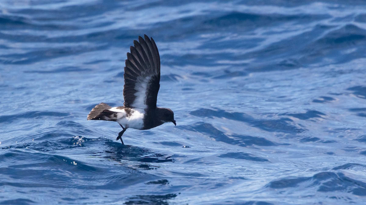 Black-bellied Storm-Petrel - ML642423094