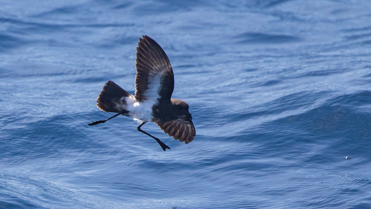 Black-bellied Storm-Petrel - ML642423095