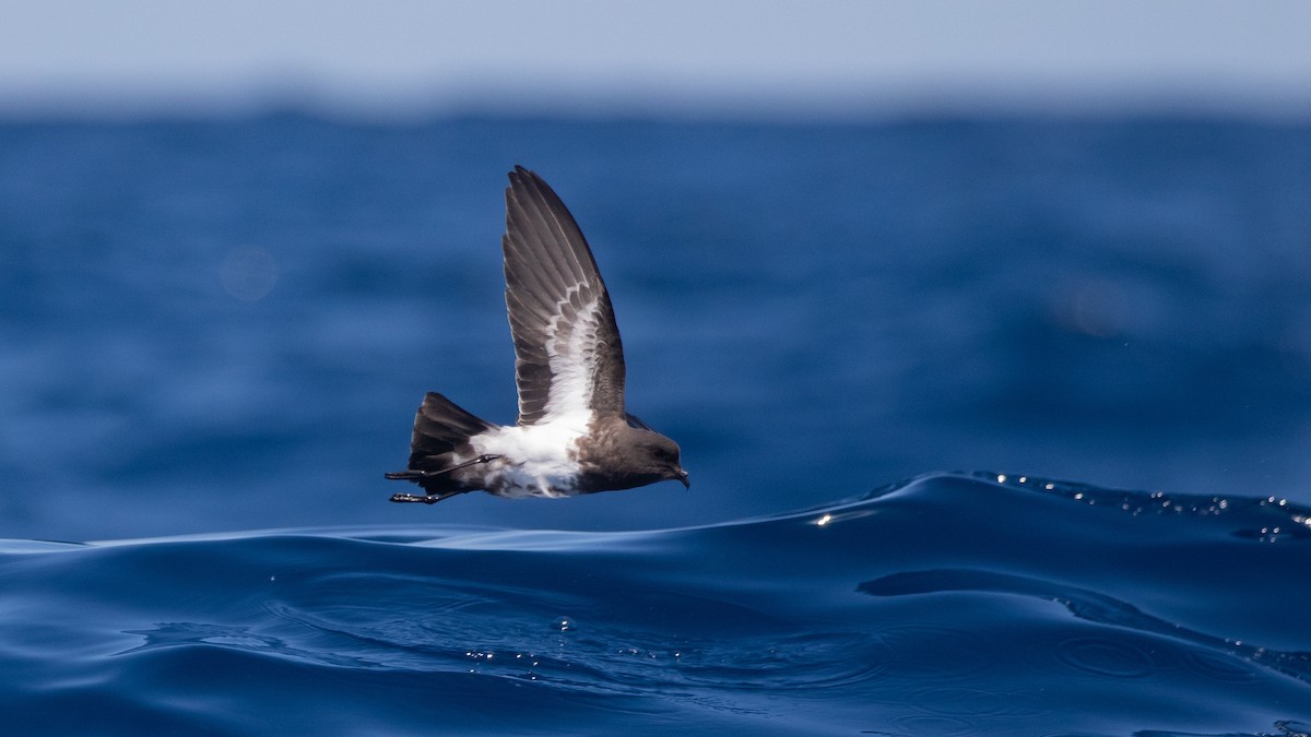 Black-bellied Storm-Petrel - ML642423096