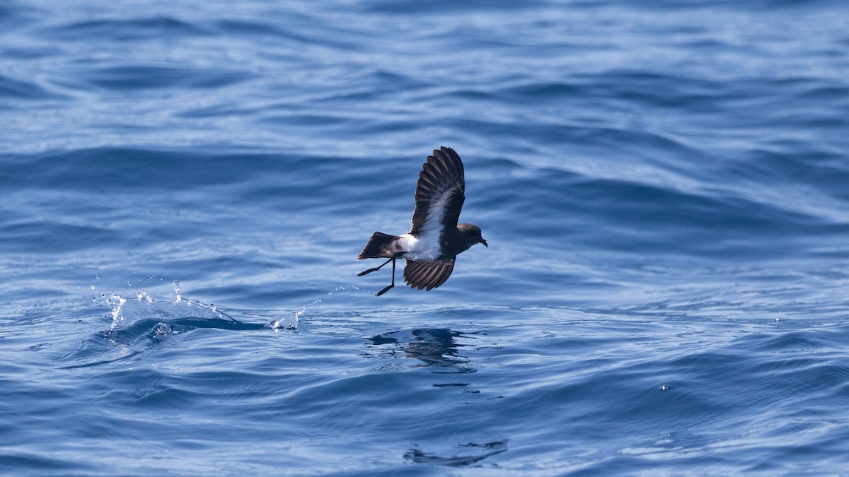 Black-bellied Storm-Petrel - ML642423098