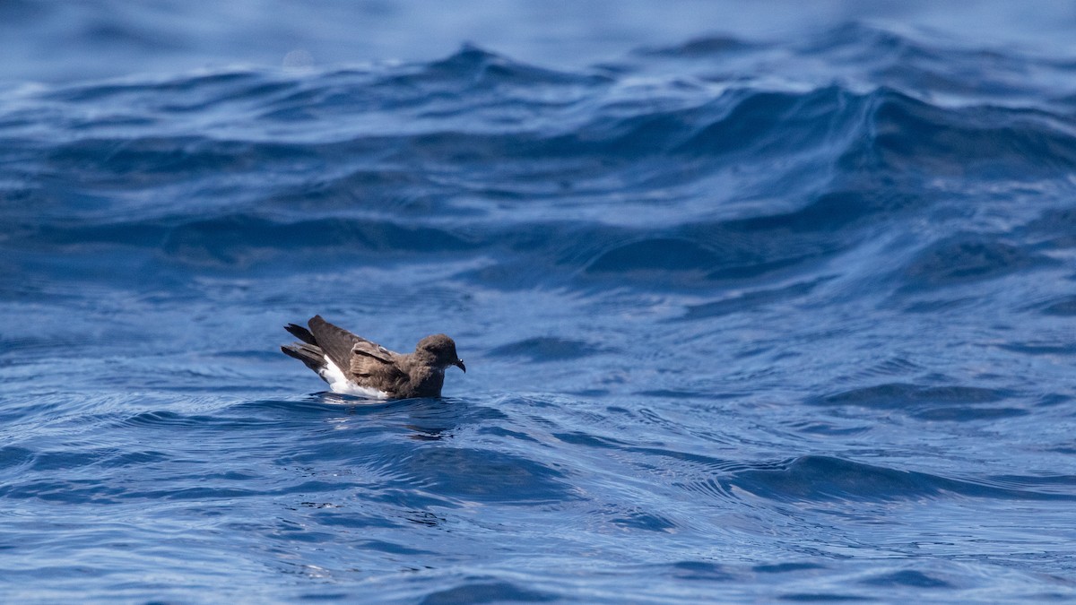 Black-bellied Storm-Petrel - ML642423099