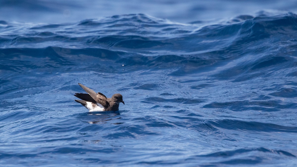 Black-bellied Storm-Petrel - ML642423100